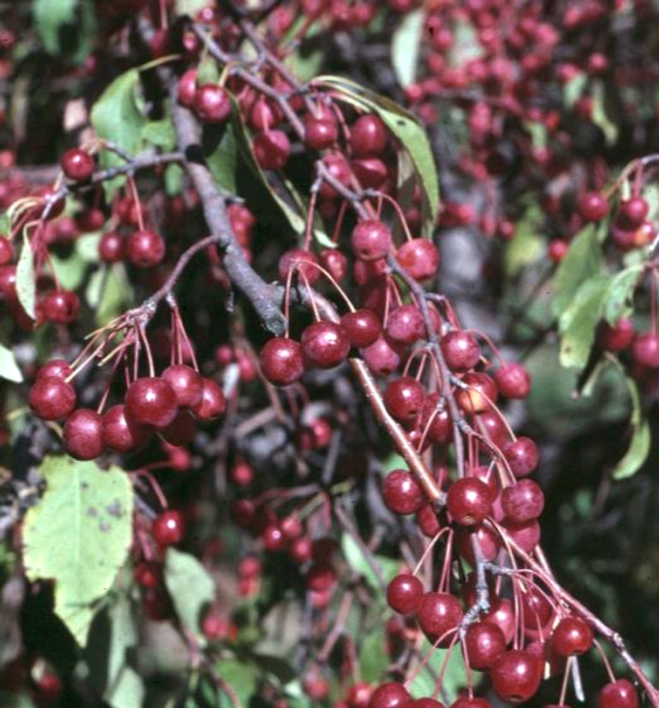 Online Plant Guide - Malus ‘Red Jade’ / Red Jade Crabapple